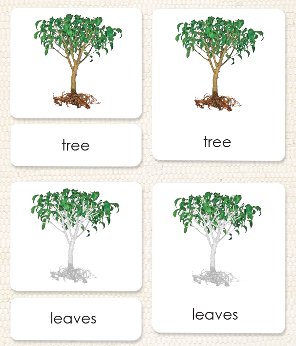Parts of the Tree Book & Card Set