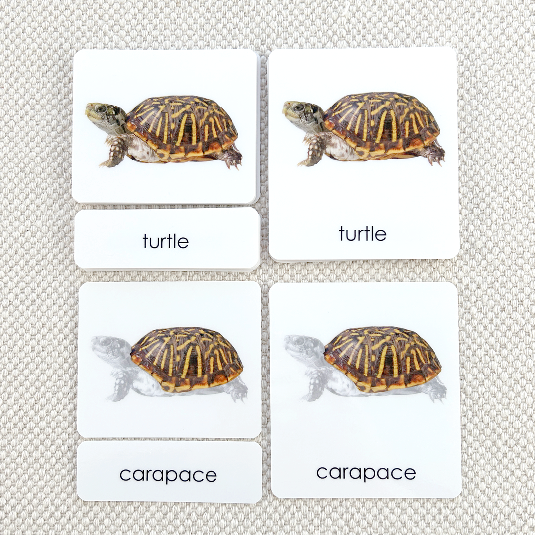 Vertebrates