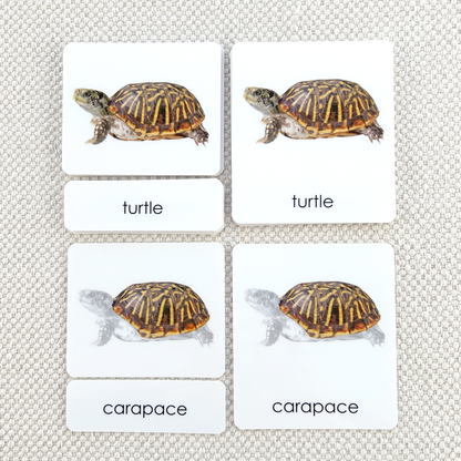 Vertebrates
