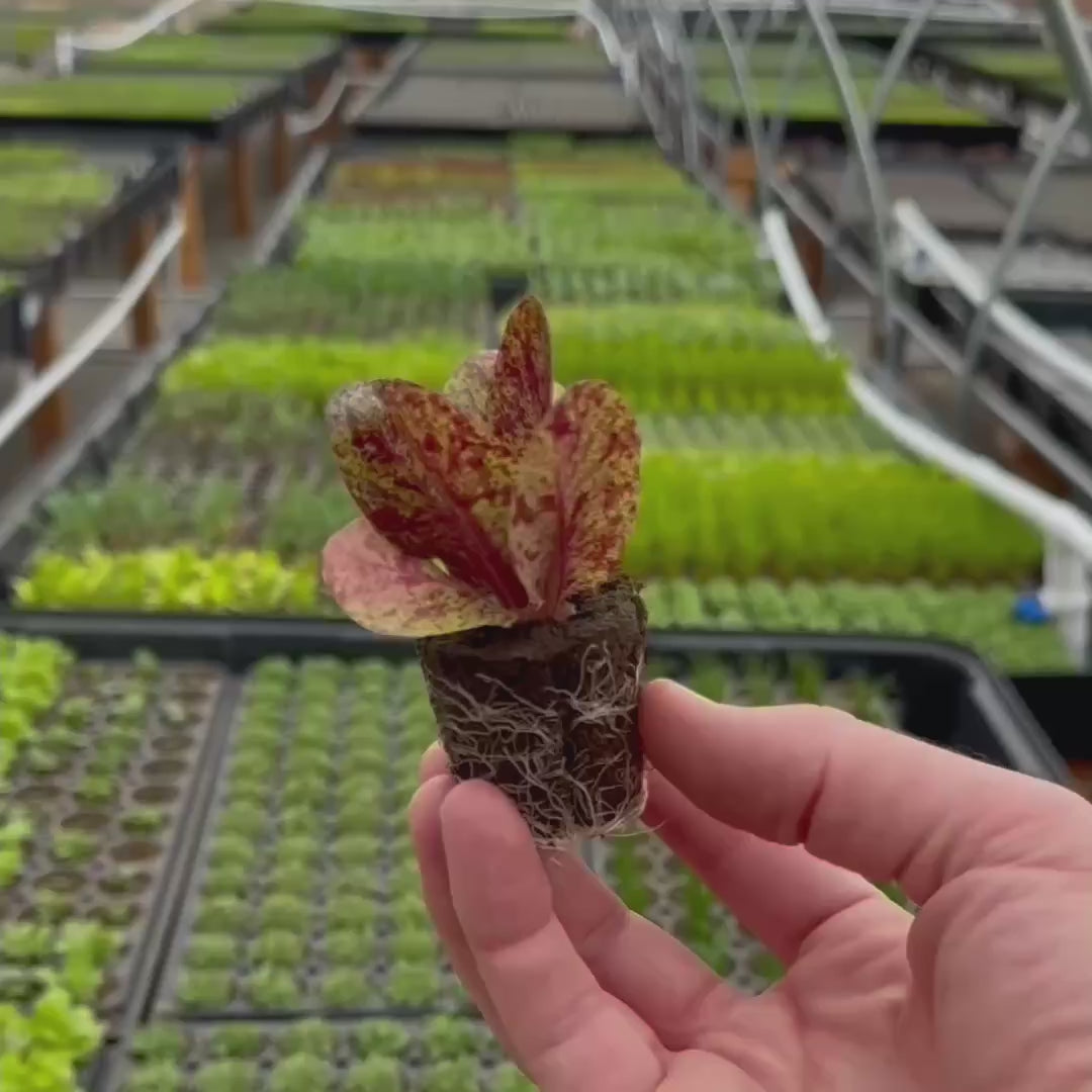 Load video: tZj53HkSZP