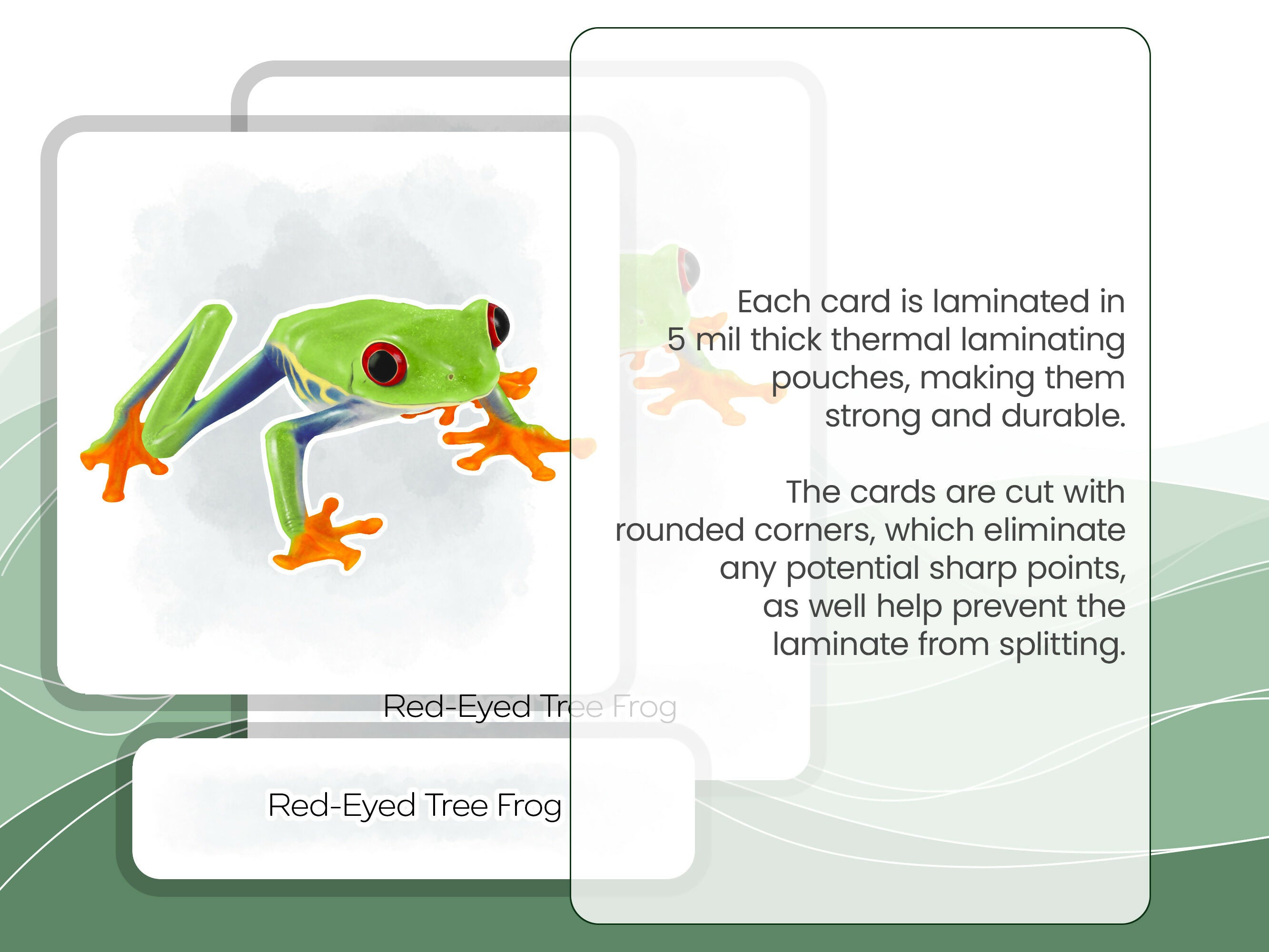 Nomenclature Cards Set - Illustrated Frogs