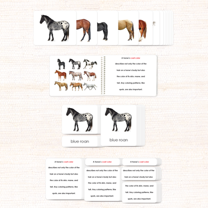 Horses (Coat Colors) Book & Card Set