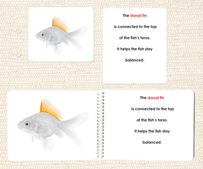 Parts of the Fish Book & Card Set