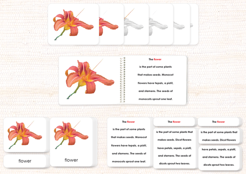 Botany Build-a-Book Bundle