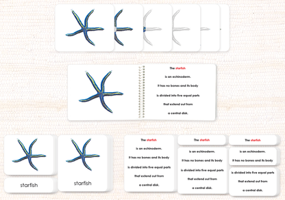 Parts of the Sea Star (Starfish) Book & Card Set - Maitri Learning
