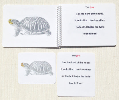 Parts of the Turtle Book & Card Set
