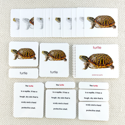 Parts of the Turtle Book & Card Set
