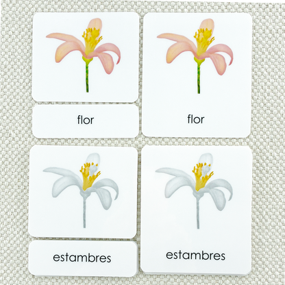 Spanish Parts of the Flower (Dicot) 3-Part Cards