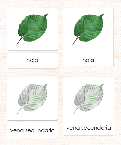 Spanish Parts of the Leaf 3-Part Cards