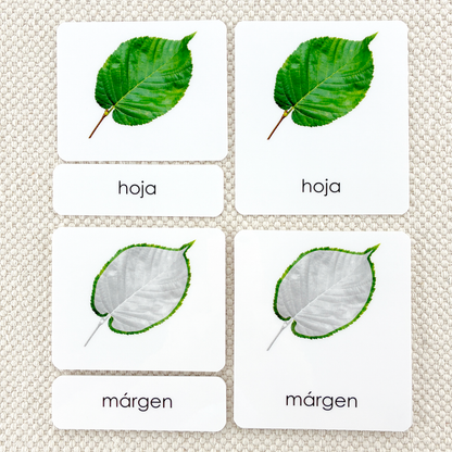 Spanish Parts of the Leaf 3-Part Cards