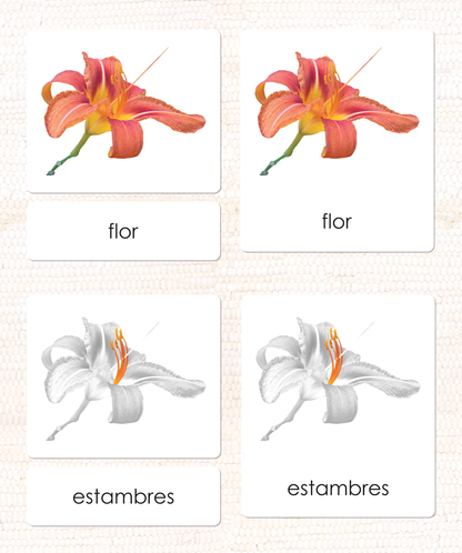Spanish Parts of the Flower (Monocot) 3-Part Cards