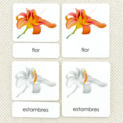 Spanish Parts of the Flower (Monocot) 3-Part Cards