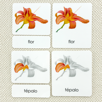 Spanish Parts of the Flower (Monocot) 3-Part Cards