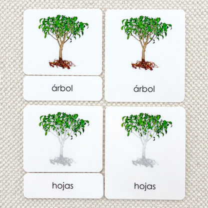 Spanish Parts of the Tree 3-Part Cards