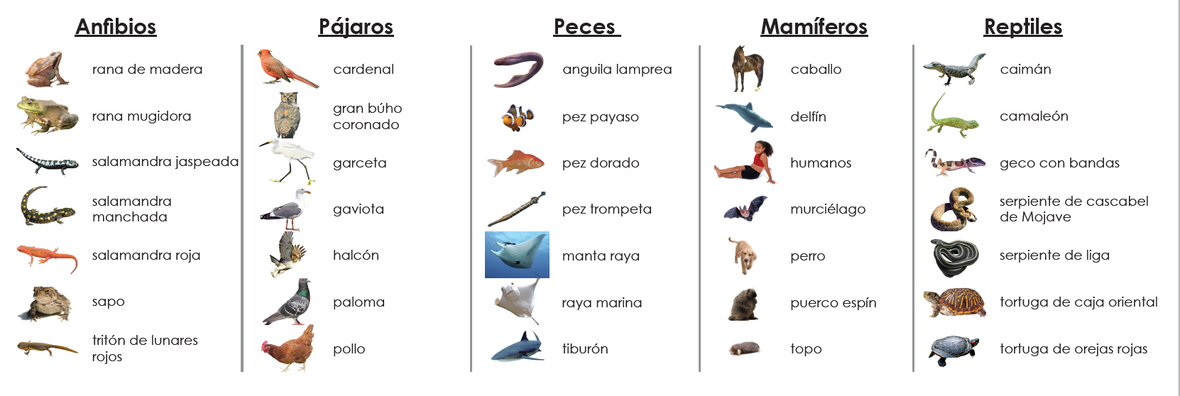 Vertebrate Classes Sorting