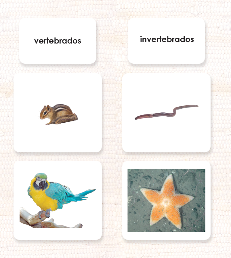 Invertebrates/Vertebrates Sorting