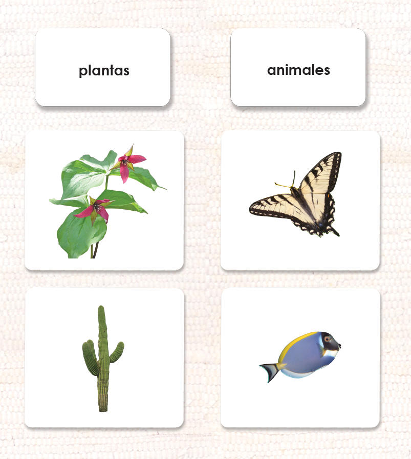 Plant/Animal Kingdom Sorting