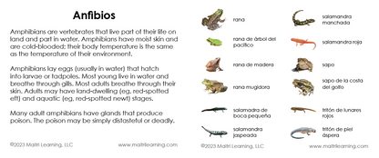 Spanish Amphibians 3-Part Cards