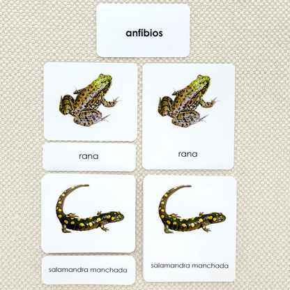 Spanish Amphibians 3-Part Cards
