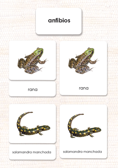 Spanish Amphibians 3-Part Cards