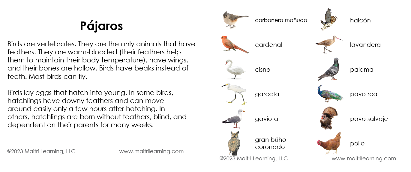 Spanish Birds 3-Part Cards