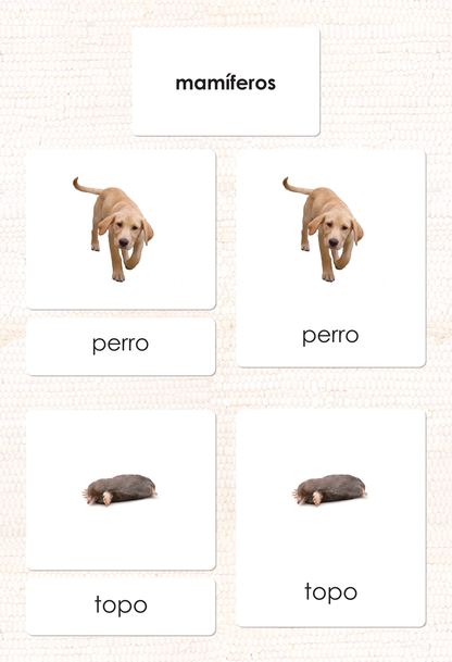 Spanish Mammals 3-Part Cards