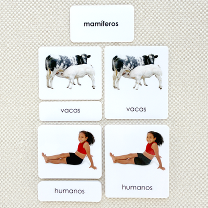 Spanish Mammals 3-Part Cards