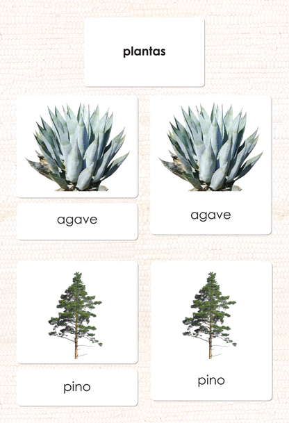Spanish Plant Kingdom 3-Part Cards