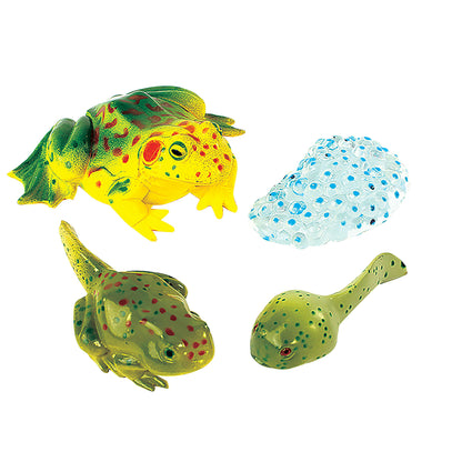 Frog Life Cycle Figures (4-Piece Set)
