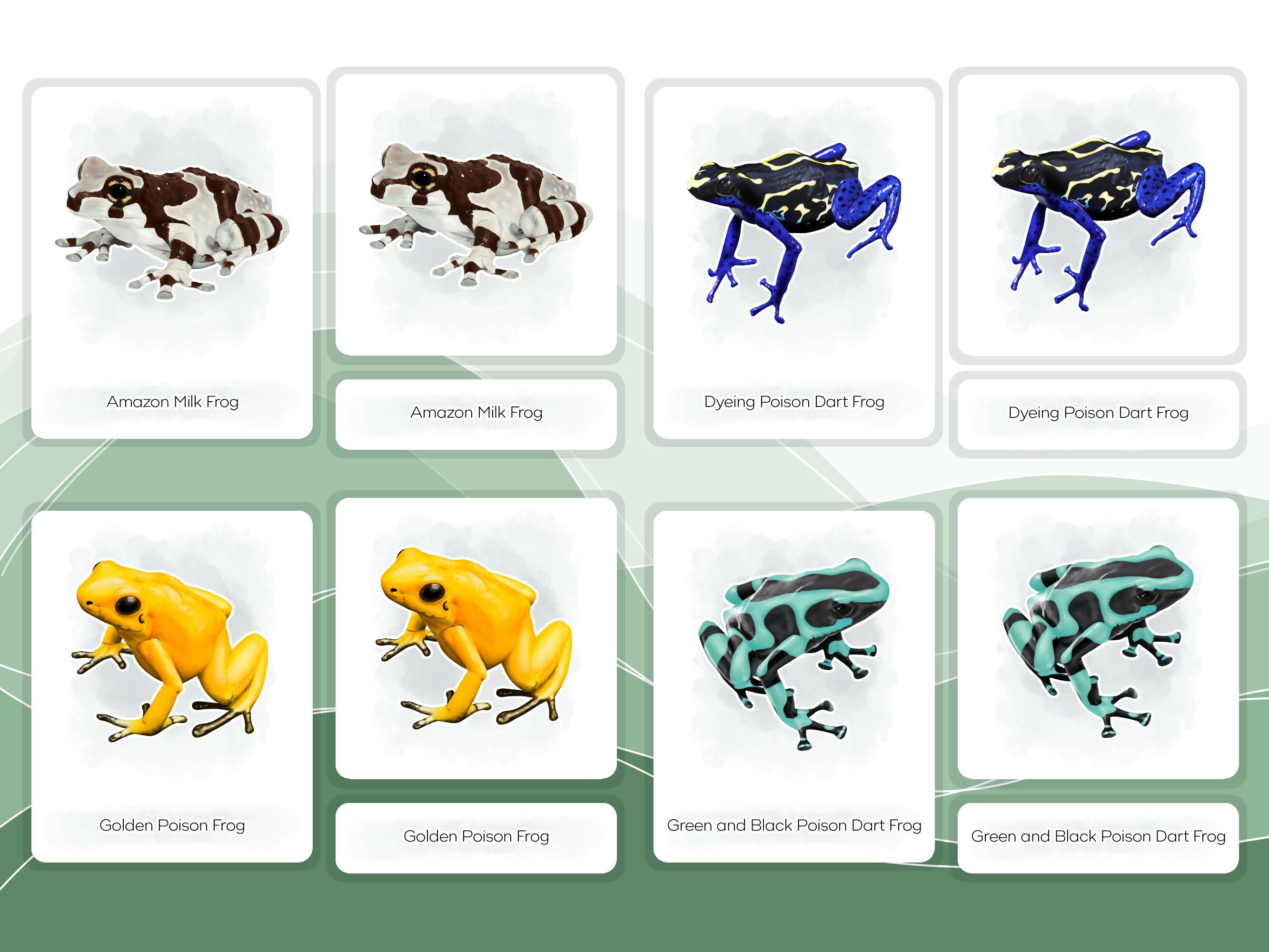 Nomenclature Cards Set - Illustrated Frogs