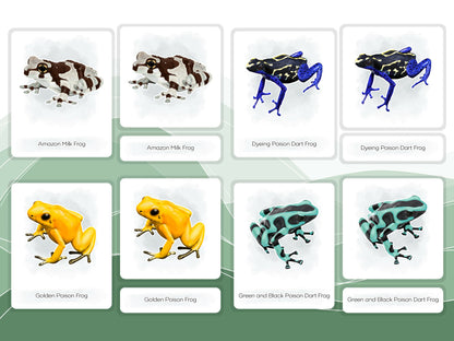 Nomenclature Cards Set - Illustrated Frogs