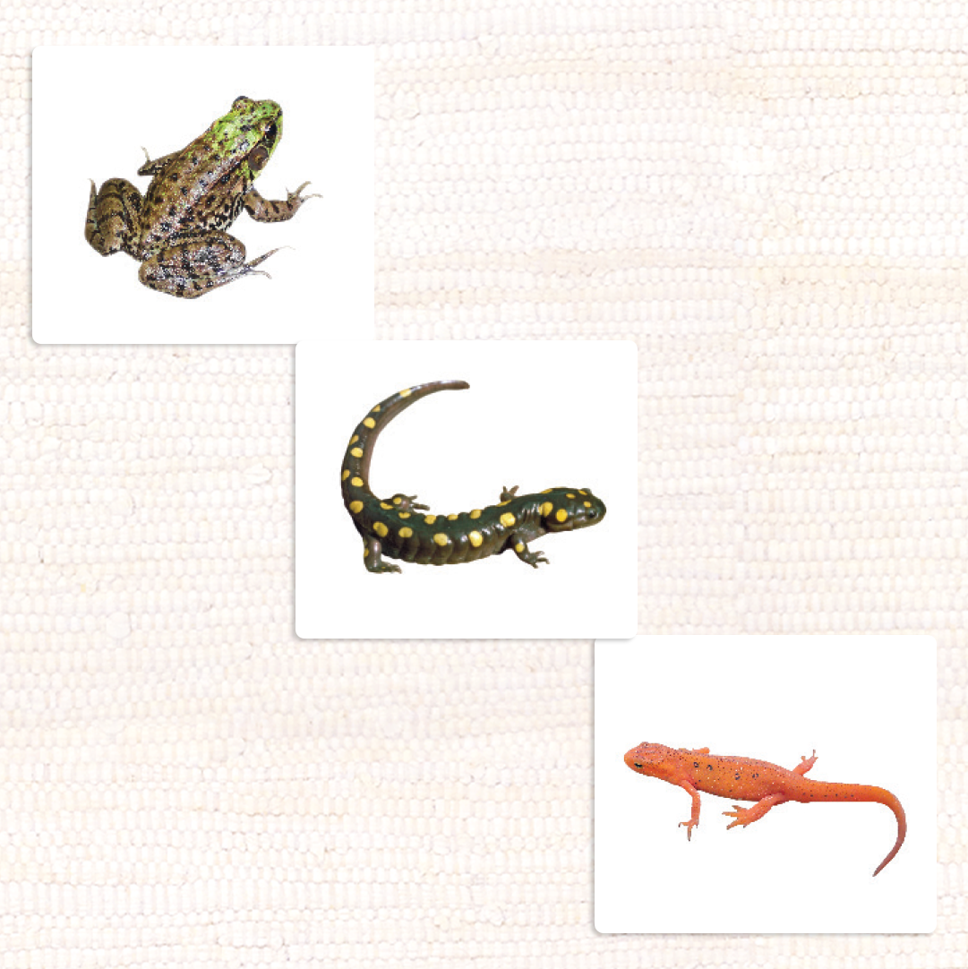 Amphibians Vocabulary - Maitri Learning
