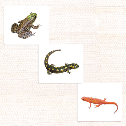 Amphibians Vocabulary - Maitri Learning