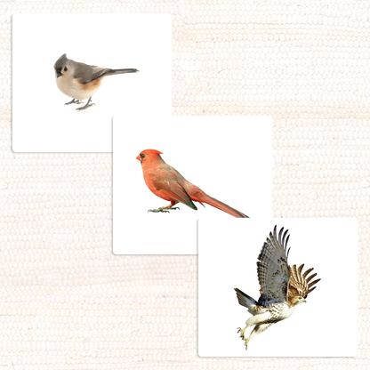 Imperfect Birds Vocabulary - Maitri Learning