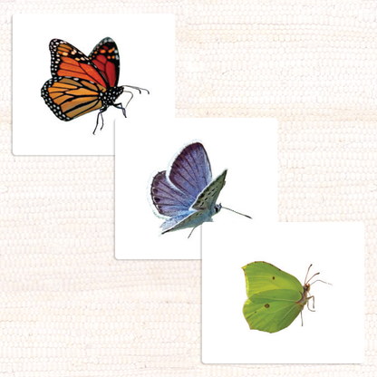 Butterflies Vocabulary