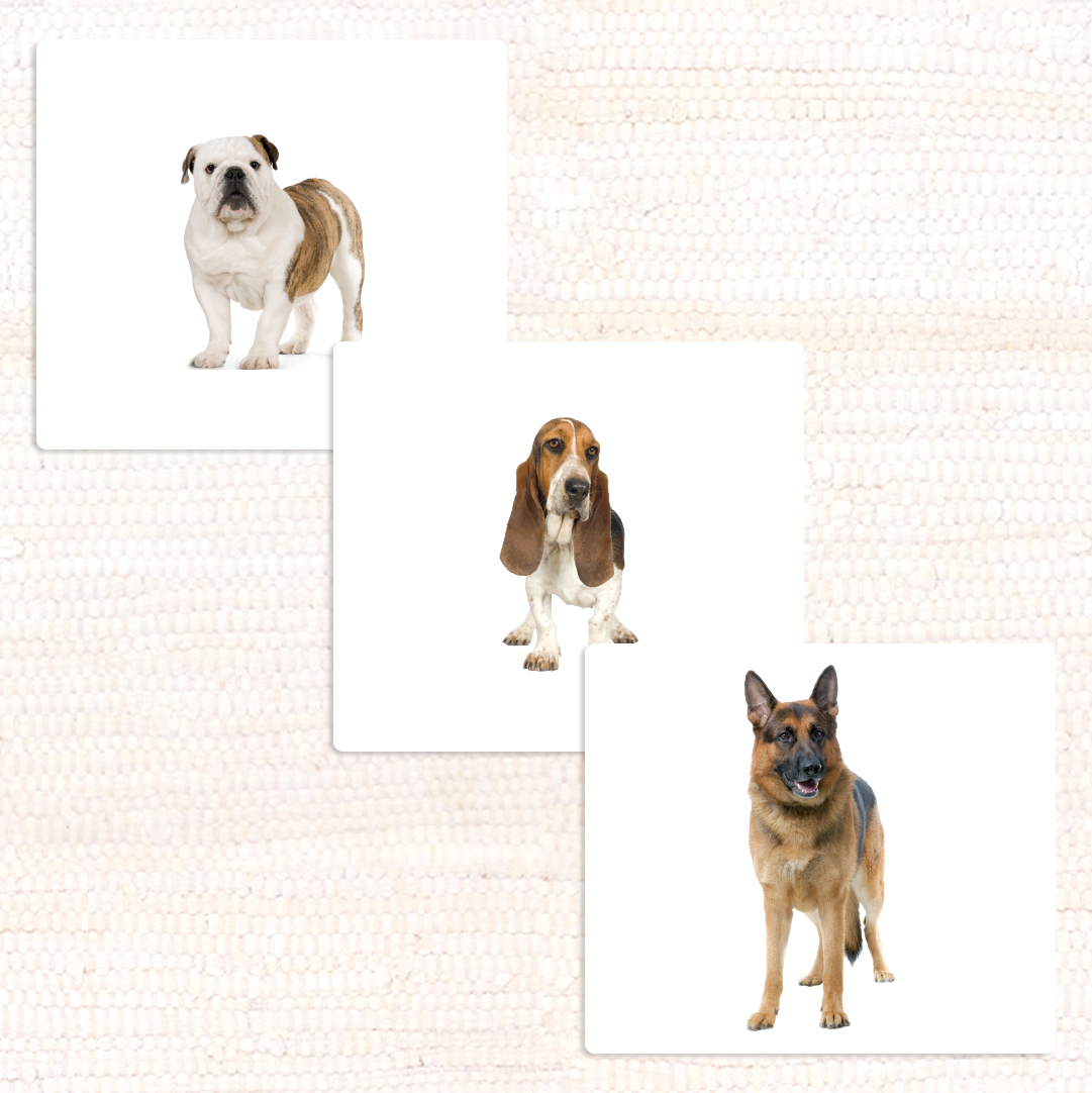 Dogs Vocabulary