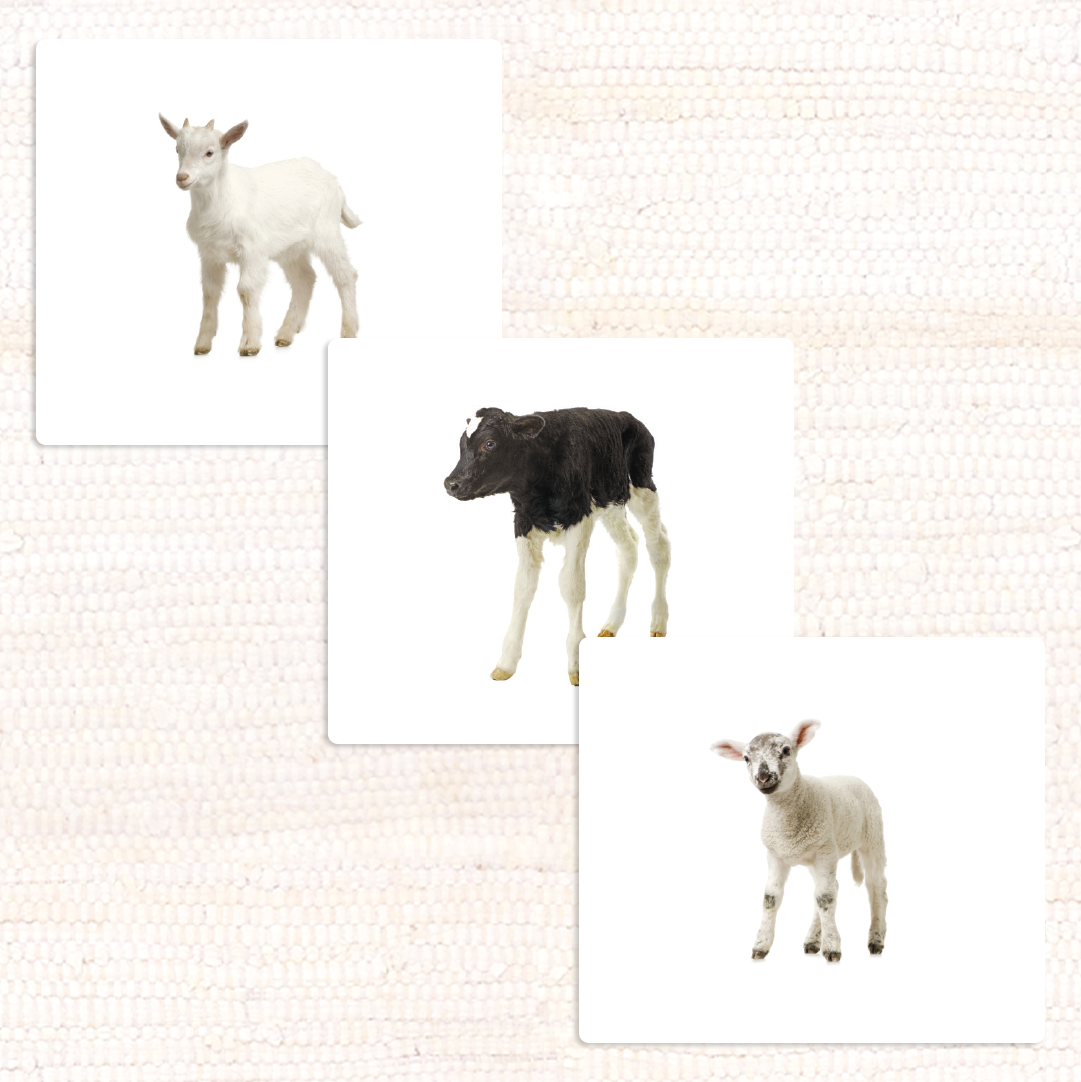 Farm Animals (Juvenile) Vocabulary
