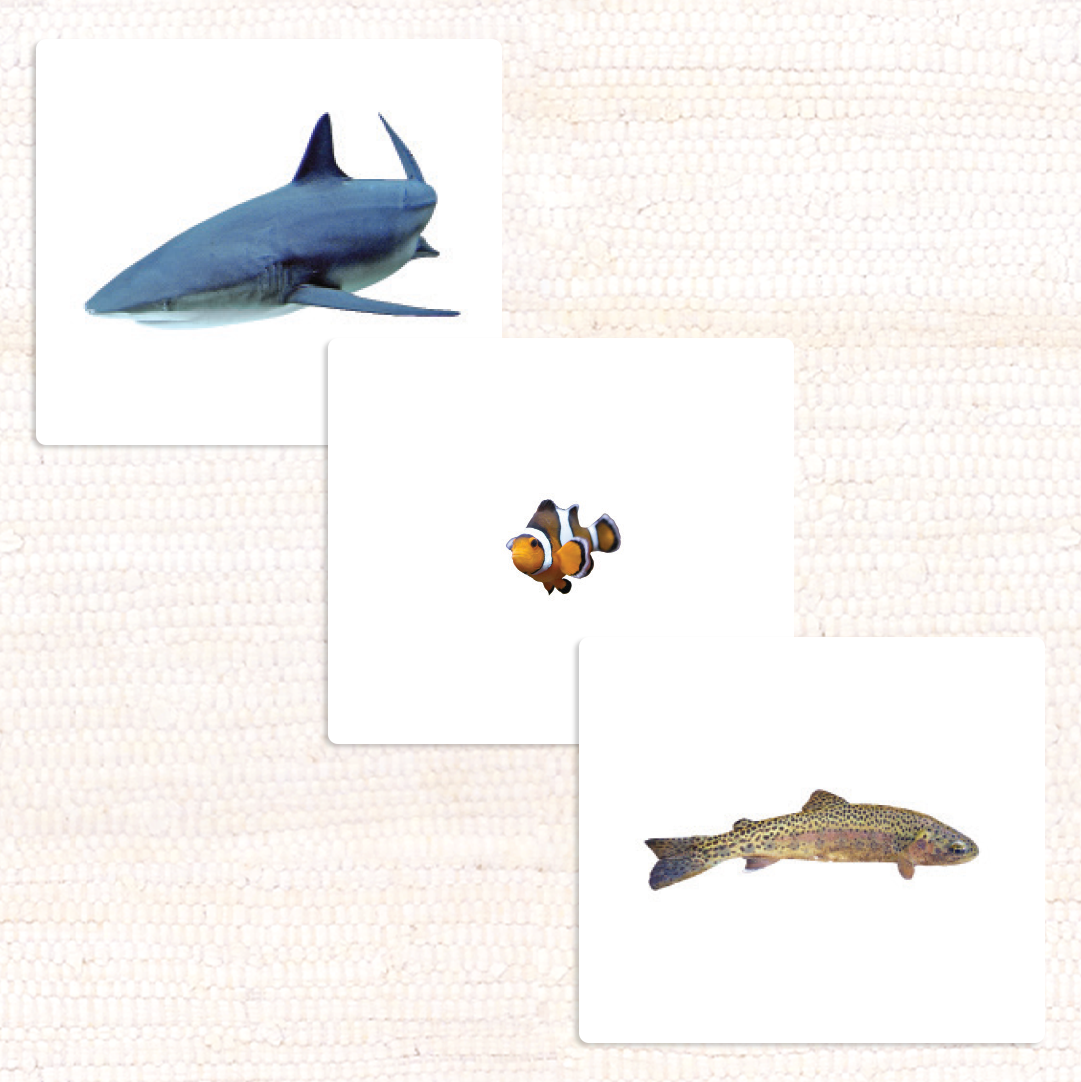 Fish Vocabulary