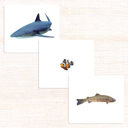 Fish Vocabulary