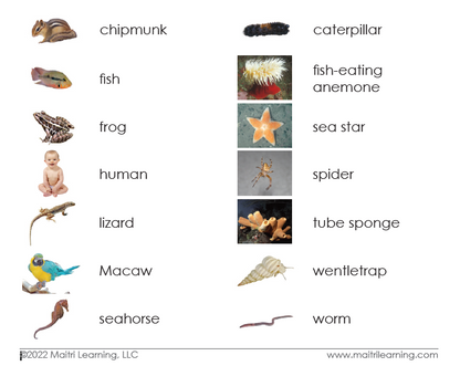 Invertebrates/Vertebrates Sorting