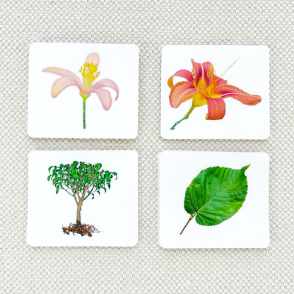 Botany Parts of Vocabulary Card Set