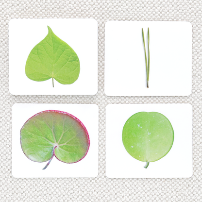Leaf Shapes Book & Card Set