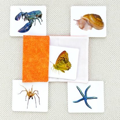 Invertebrates Parts of Vocabulary Card Set