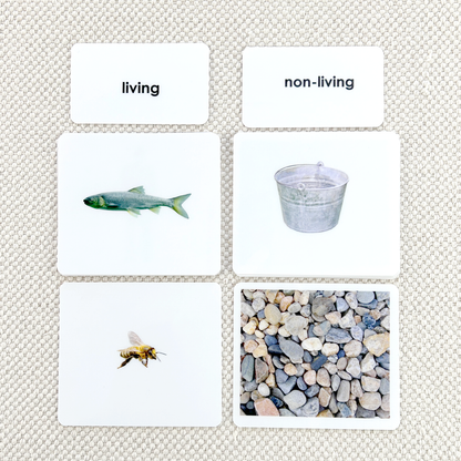 Sorting Set