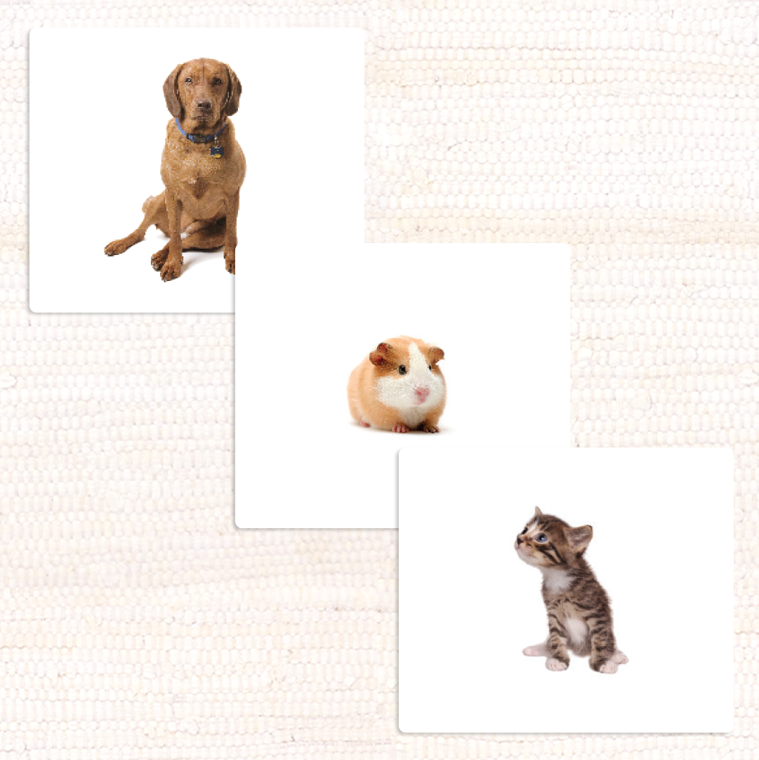 Pets Vocabulary