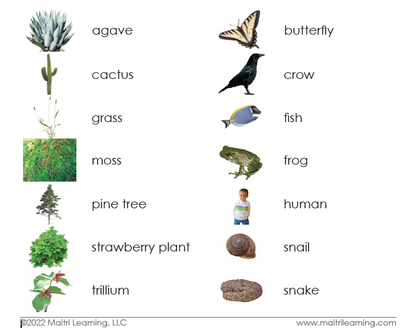 Plant/Animal Kingdom Sorting