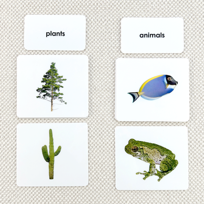 Plant/Animal Kingdom Sorting