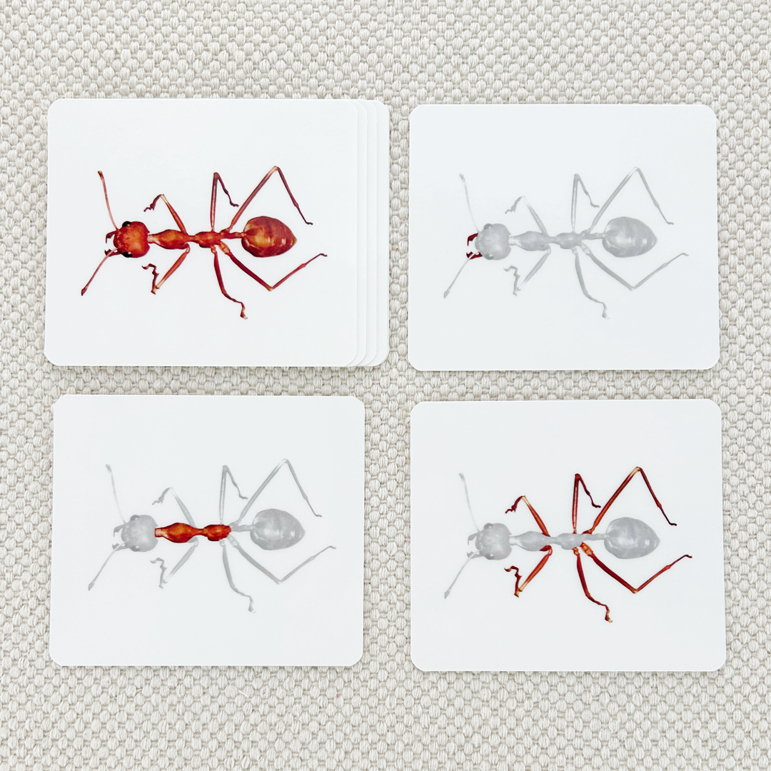 Parts of the Ant Vocabulary
