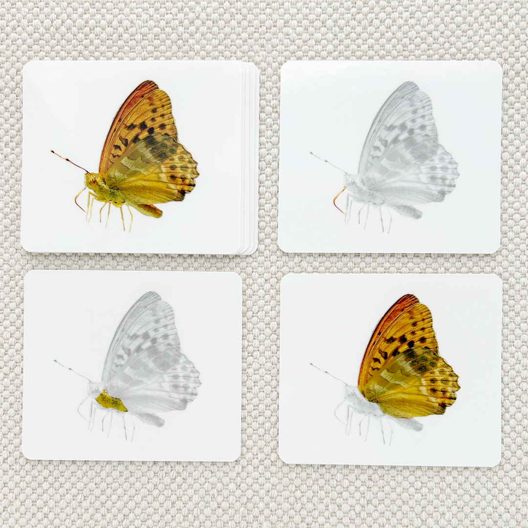Parts of the Butterfly Vocabulary