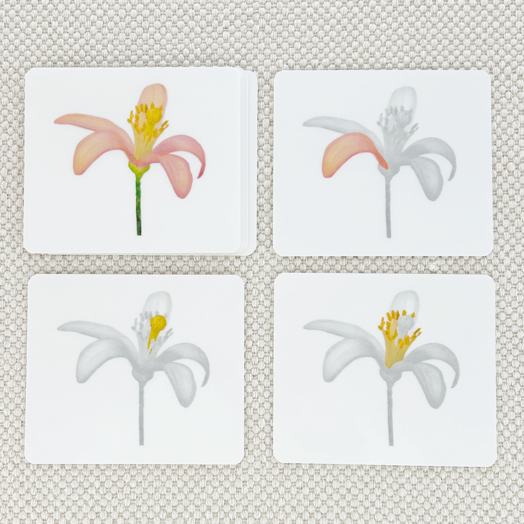 Botany Parts of Vocabulary Card Set